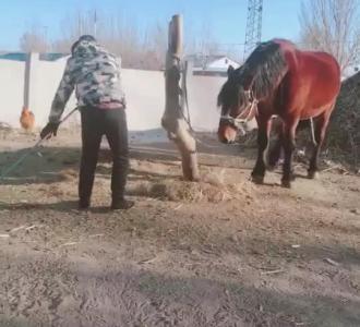 【大种马发威了】视频直播-YY