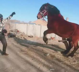 【大种马发威了】视频直播-YY