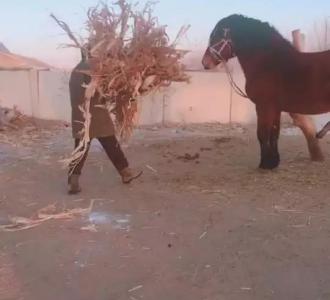 【大种马发威了】视频直播-YY